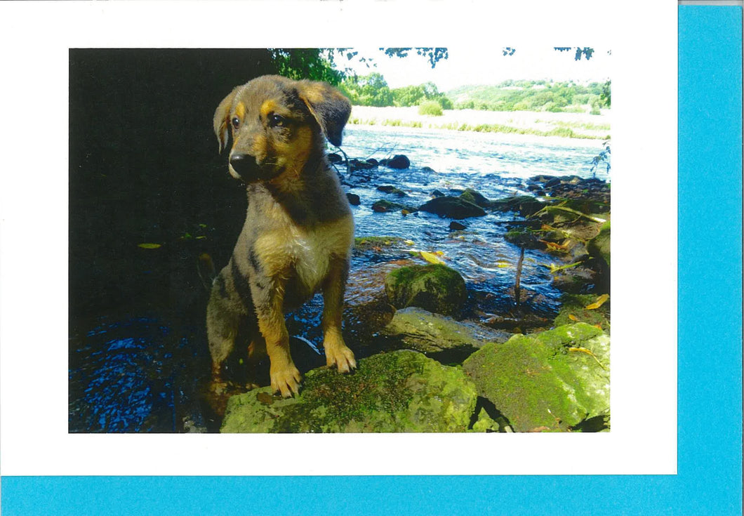 MMA02 Puppy Dog (Pack of 4 cards with envelopes)
