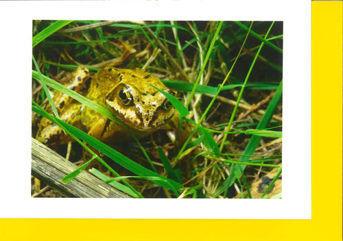 MMA04 Common Frog (Pack of 4 cards with envelopes)