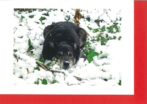 MMA05 Rex in the Snow (Pack of 4 cards with envelopes)