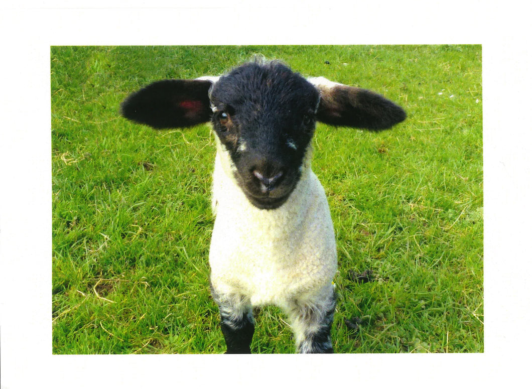 MMA 09 Lamb (Pack of 4 photo cards)