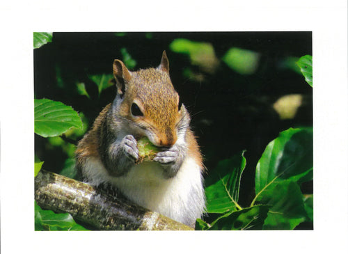 MMA 10 Grey Squirrel (Pack of 4 photo cards)
