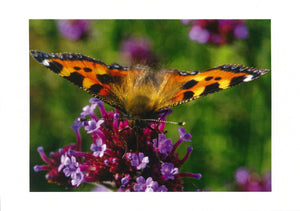 MMA 11 Tortoiseshell Butterfly (Pack of 4 photo cards)