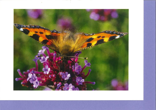 MMA11 Tortoiseshell (Pack of 4 cards with envelopes)