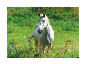 MMA 12 Horse (Pack of 4 photo cards)