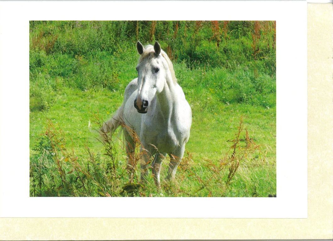 MMA12 Horse (Pack of 4 photo cards)