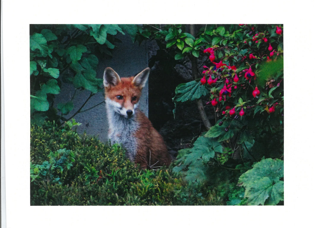 MMA 13 Red Fox (Pack of 4 photo cards)