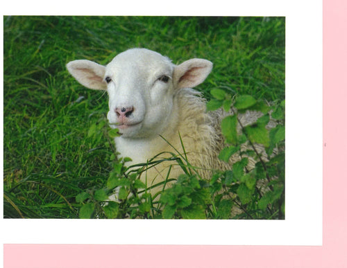 MMA 15 Lamb (Pack of 4 cards with coloured envelopes)