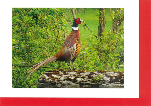 MMB05 Pheasant (Pack of 4 cards with envelopes)