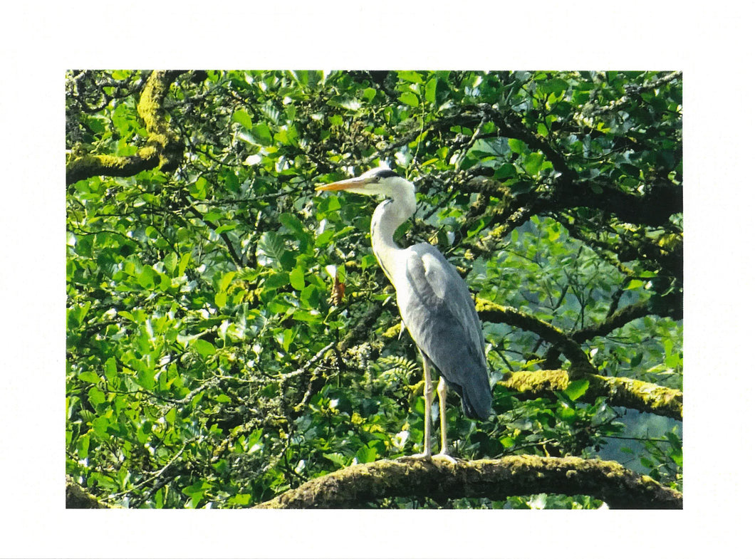 MMB 06 Grey Heron (Pack of 4 photo cards)