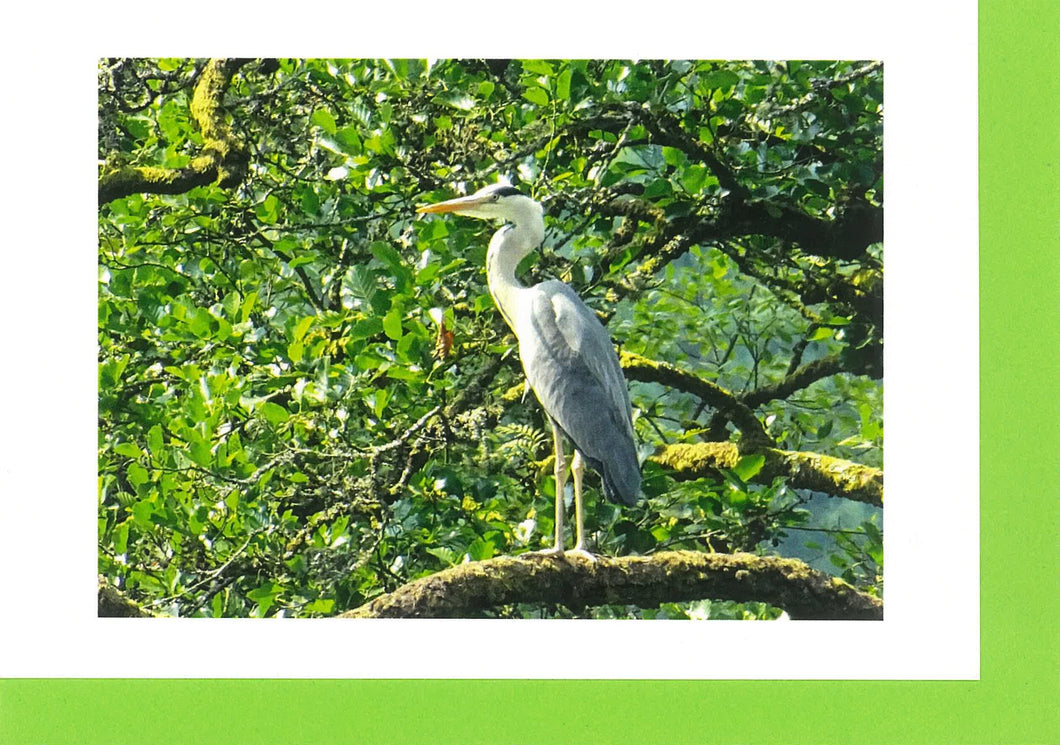 MMB06 Grey Heron (Pack of 4 photo cards)