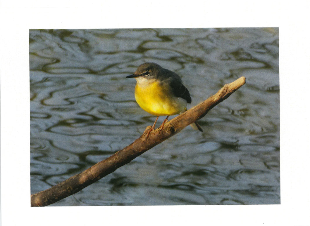 MMB 07 Grey Wagtail (Pack of 4 photo cards)