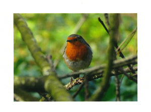MMB 08 European Robin (Pack of 4 photo cards)