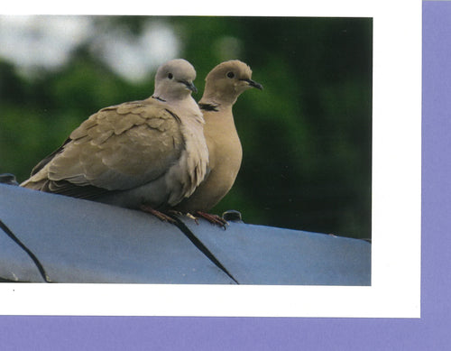 MMB 09 Collared Doves (Pack of 4 cards with coloured envelopes)