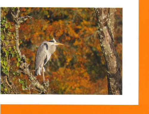 MMB 10 Autumn Heron (Pack of 4 cards with coloured envelopes)