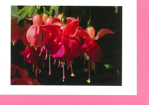 MMF02 Fuchsia Hybrid (Pack of 4 cards with envelopes)