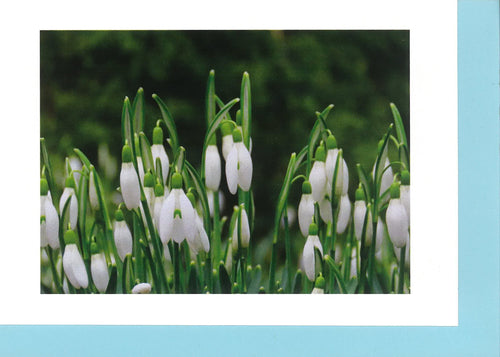 MMF05 Banded Snowdrop (Pack of 4 cards with envelopes)