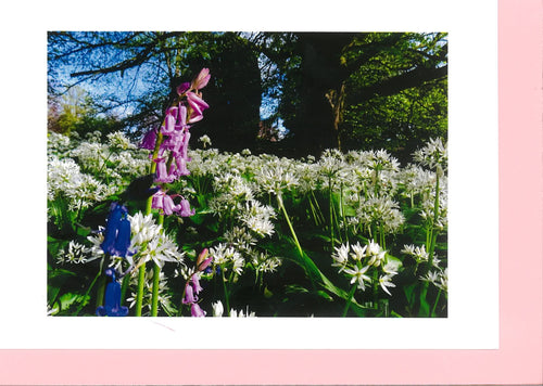 MMF06 Wild Garlic and Bluebells (Pack of 4 photo cards)