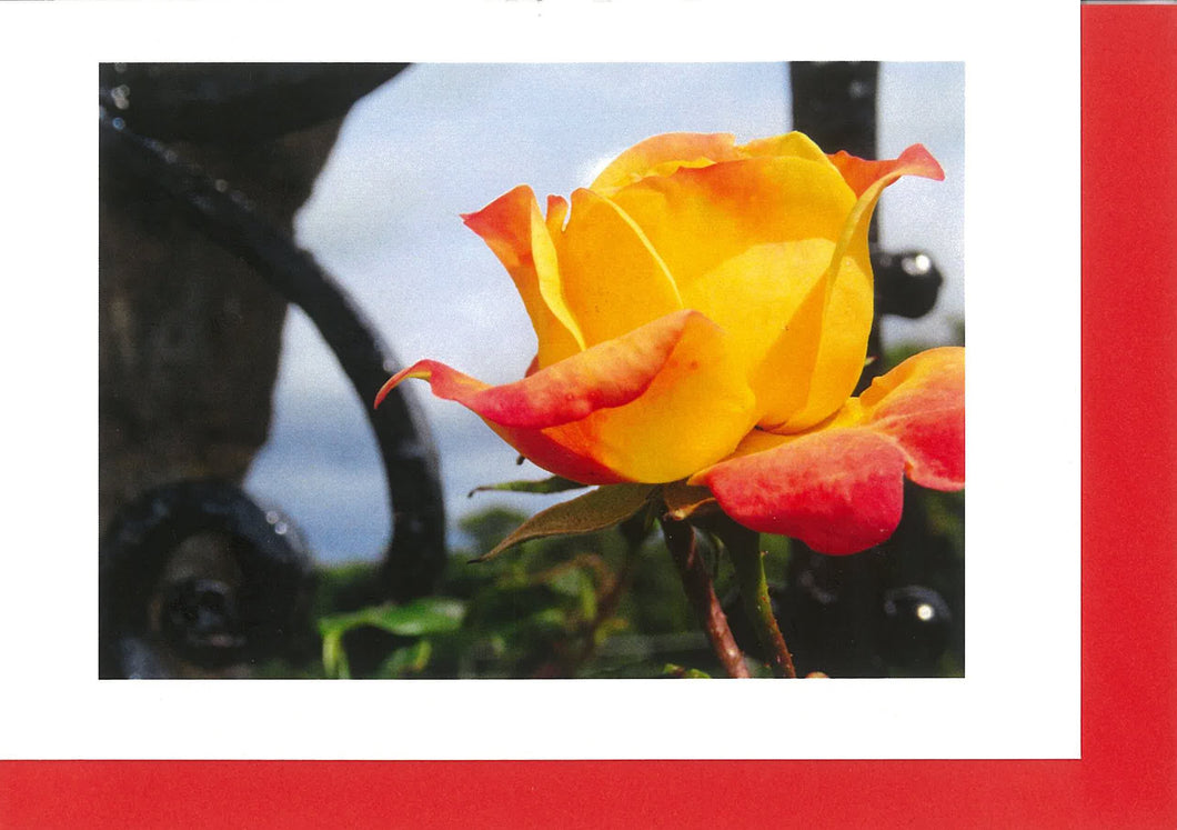 MMF07 Rose 
