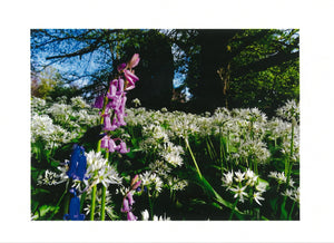 MMF 06 Wild Garlic (Pack of 4 photo cards)