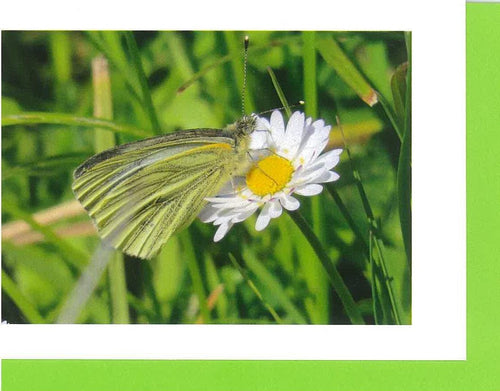 MMA 18 Green veined white butterfly (Pack of 4 cards with coloured envelopes)