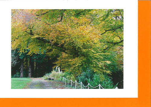 MMN01 Autumn Leaves