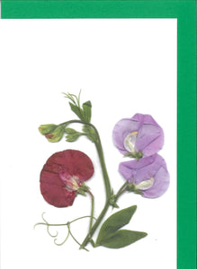 RPB10 Sweet Pea, Tricolour - blank inside (Pack of 4)
