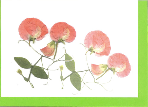 RPB10b Sweet Pea, peach - blank inside (Pack of 4)