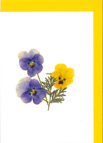 RPB13 Pansies - blank inside (Pack of 4)
