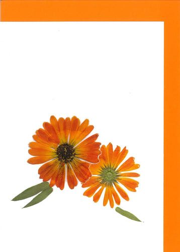 RPB14 Pot Marigold - blank inside (Pack of 4 )