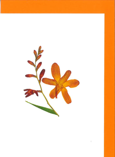 RPB9 Montbretia - blank inside (Pack of 4 )