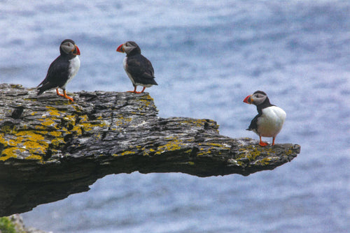 PH103a Puffins keeping watch on Skellig - 4 card pack