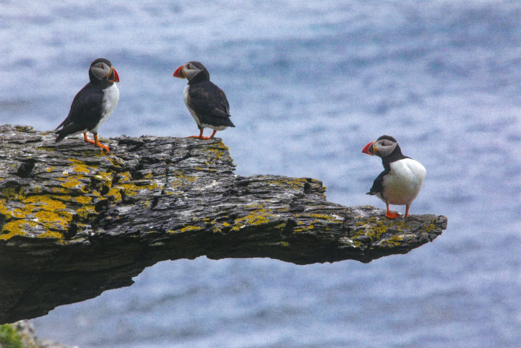 PH103a Puffins keeping watch on Skellig - 4 card pack