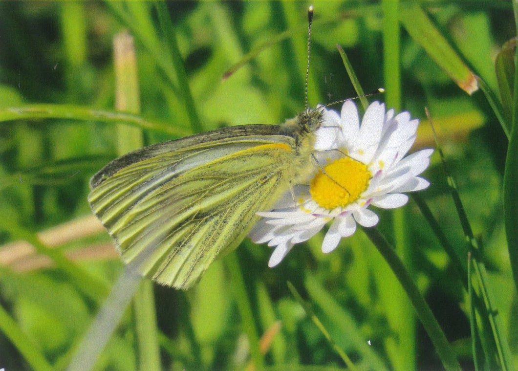 MMA 18 Green veined white butterfly (Pack of 4 cards with envelopes)