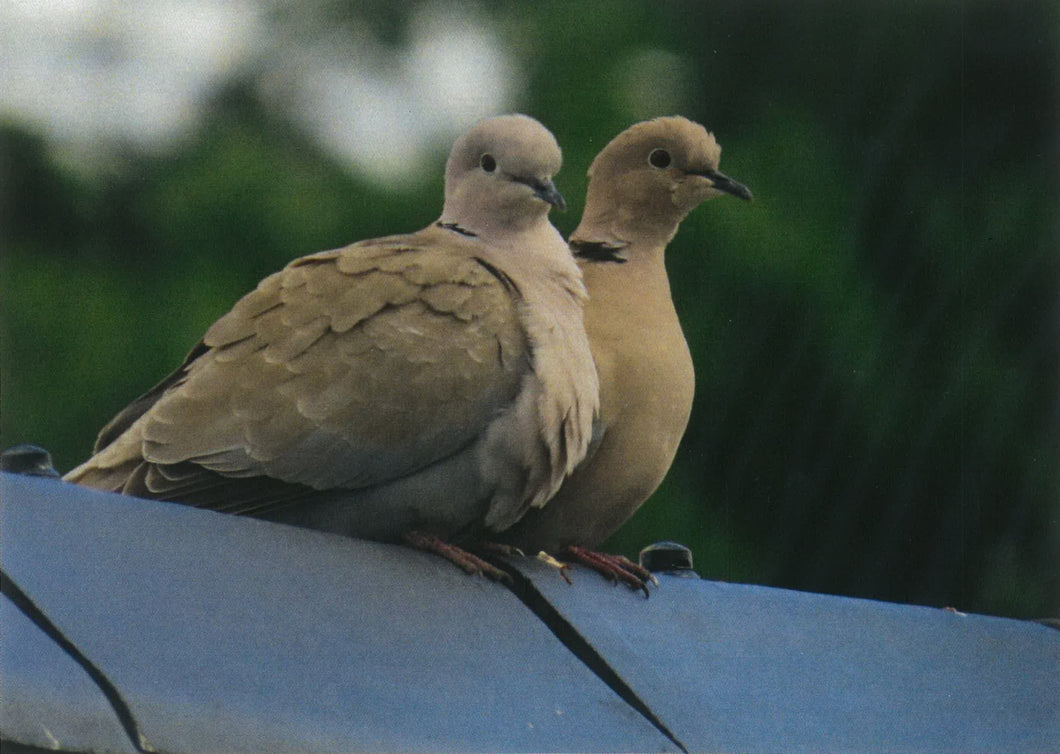 MMB 19 Collared Doves (Pack of 4 cards with envelopes)