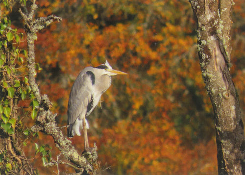 MMB 10 Autumn Heron (Pack of 4 cards with envelopes)