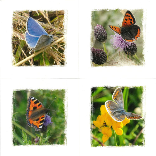 LC25 Butterfly Pack (4 cards)