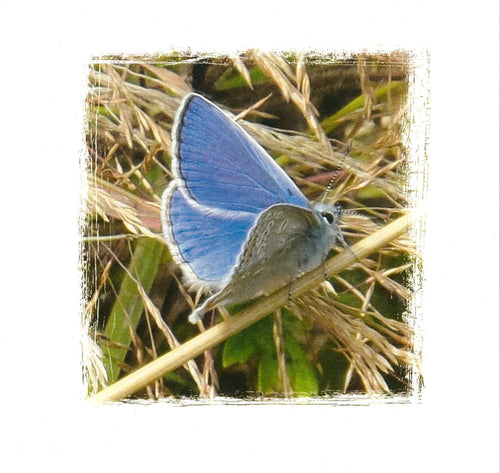 LC20 Common Blue Butterfly (male)