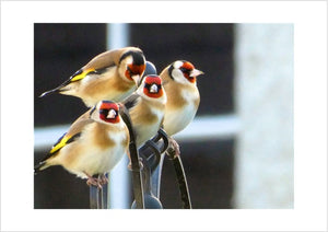 Photo Card Series - Birds (Packs of 4)