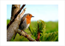 Load image into Gallery viewer, Photo Card Series - Birds (Packs of 4)