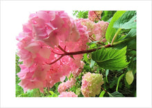 Load image into Gallery viewer, Photo Card Series - Flowers (Packs of 4)