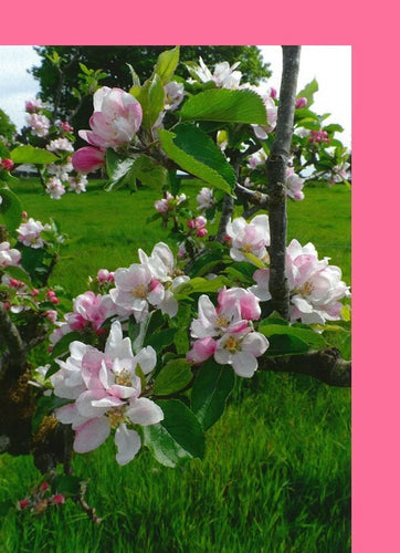 PHOR 2 Mature Apple Blossom (Pack of 4)