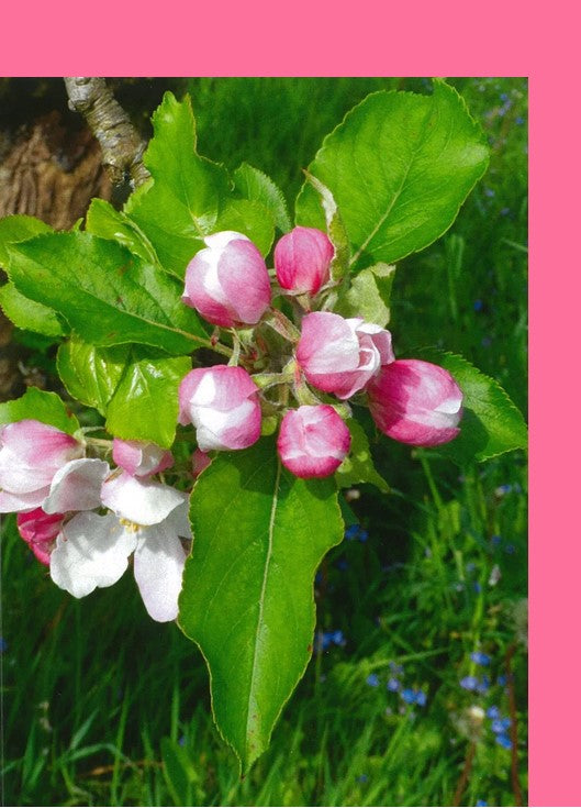 PHOR 3 Apple Blossom Buds  (Pack of 4)