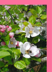PHOR 4 Apple Bud, Blossom & Bee (Pack of 4)