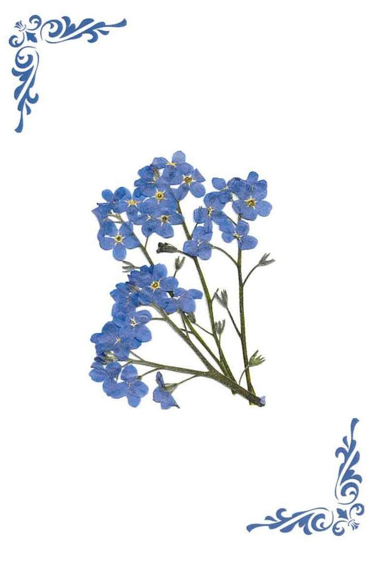 RPB 12 Forget-me-not - blank inside (Pack of 4)