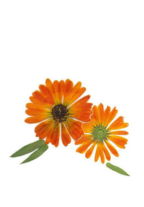 RPB 14 Pot Marigold - blank inside (Pack of 4 )