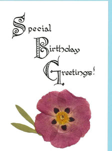 RP38 Special Birthday Greetings -Cistus (Pack of 4)